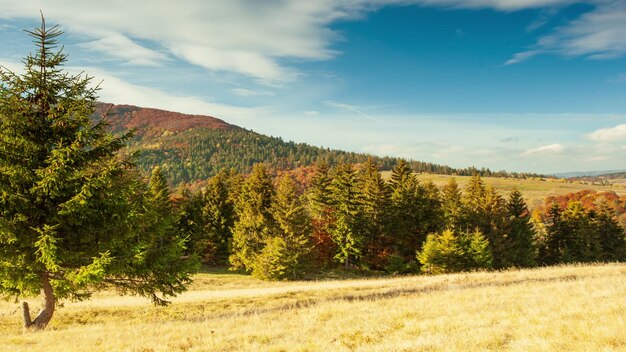 Karpaty Ukraina Jesienny krajobraz z mgłą w górach Jodłowy las na wzgórzach Samotna choinka na łące Europa Shipit Carpathians National Park