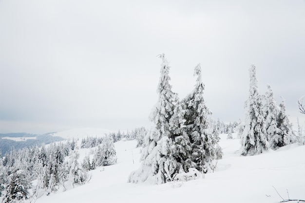 Karpaty Ukraina Piękny zimowy krajobraz Las pokryty śniegiem