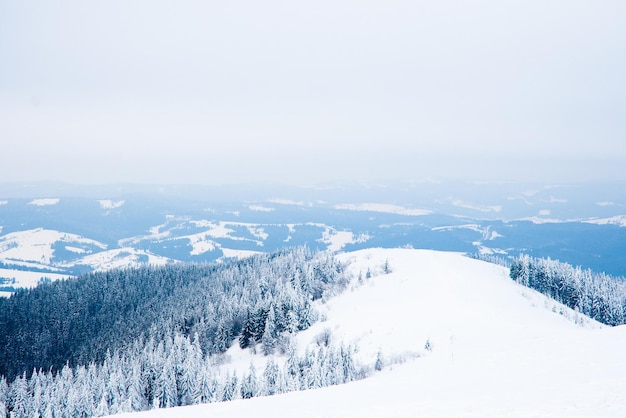 Karpaty Ukraina Piękny zimowy krajobraz Las pokryty śniegiem