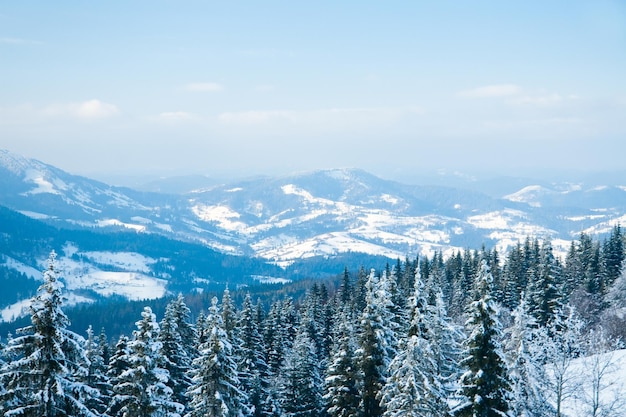 Karpaty Ukraina Piękny zimowy krajobraz Las pokryty śniegiem