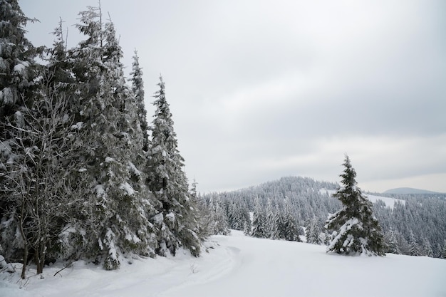 Karpaty Ukraina Piękny zimowy krajobraz Las pokryty śniegiem
