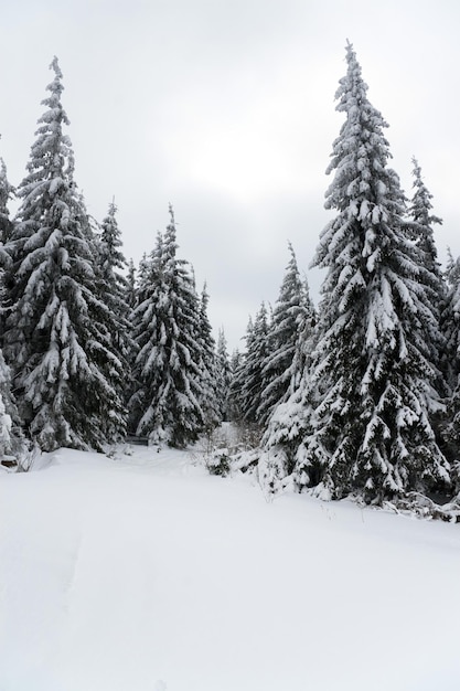 Karpaty Ukraina Piękny zimowy krajobraz Las pokryty śniegiem