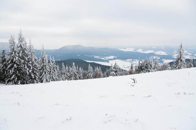 Karpaty Ukraina Piękny zimowy krajobraz Las pokryty śniegiem