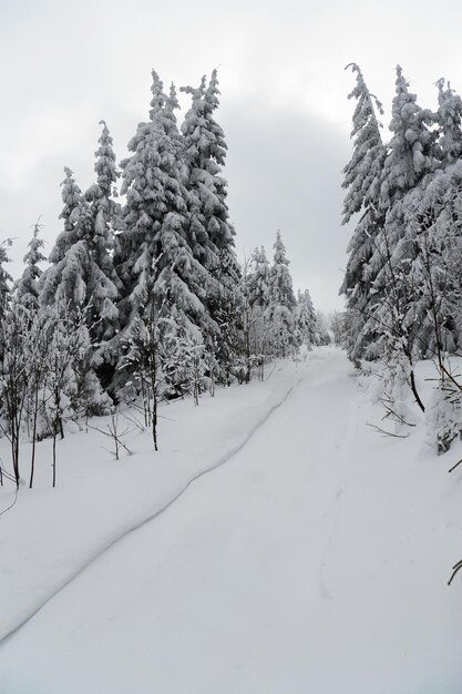 Karpaty Ukraina Piękny zimowy krajobraz Las pokryty śniegiem