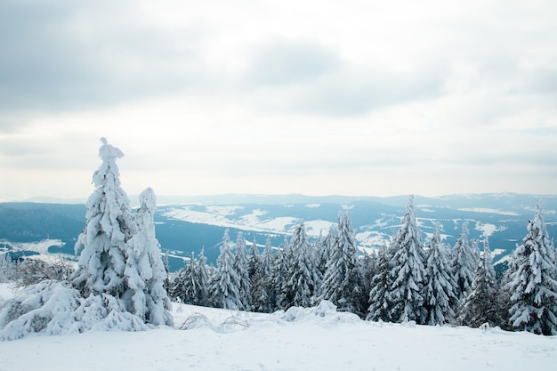 Karpaty Ukraina Piękny zimowy krajobraz Las pokryty śniegiem