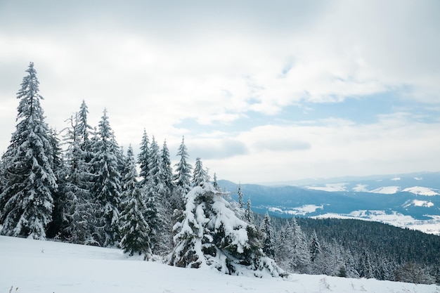 Karpaty Ukraina Piękny zimowy krajobraz Las pokryty śniegiem