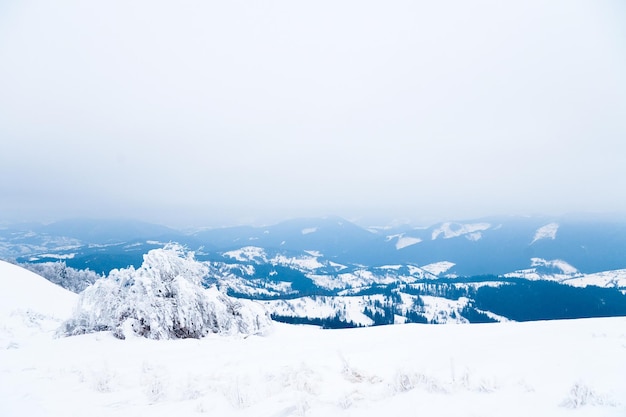 Karpaty Ukraina Piękny zimowy krajobraz Las pokryty śniegiem