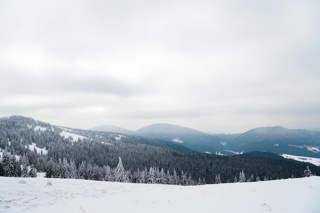 Karpaty Ukraina Piękny zimowy krajobraz Las pokryty śniegiem