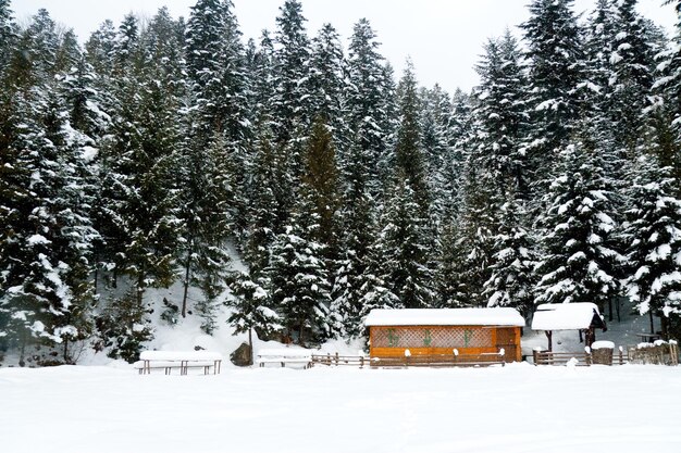 Karpaty Ukraiński dom z drewna iglastego