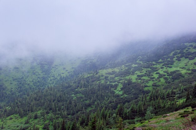 Karpaty we mgle z zielonymi jodłami