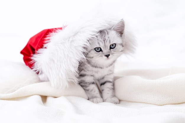 Kartka bożonarodzeniowa z kotem mały ciekawy zabawny pasiasty kotek szkocki zwisłouchy w świątecznym czerwonym kapeluszu santa on