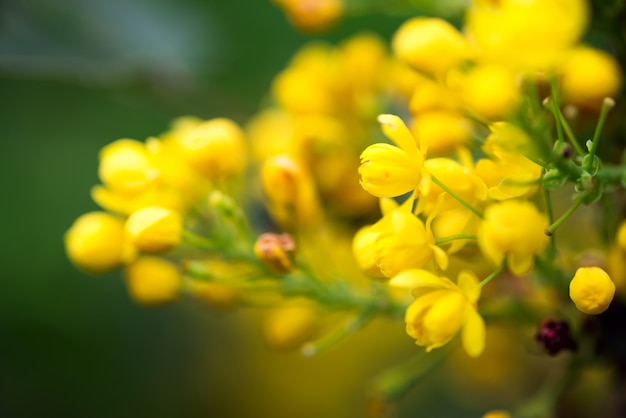 Kartkę Z życzeniami Z Bliska świeży Aromatyczny Kwiat Mahonia Aquifolium Na Niewyraźne Tło.