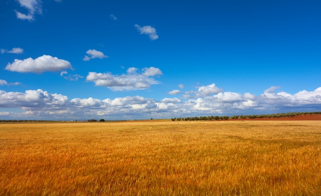 Kastylia La Mancha pola zbożowe w Cuenca