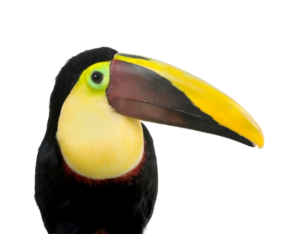 Kasztan mandibled Toucan lub SwainsonÃ ¢ s Toucan - Ramphastos swainsonii na białym