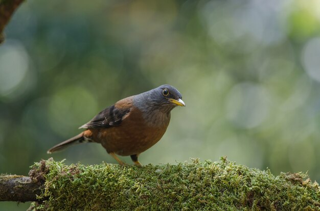 Kasztanowy drozd ptak (Turdus rubrocanus)