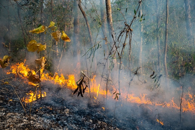 Katastrofa pożaru lasu płonie spowodowana przez człowieka