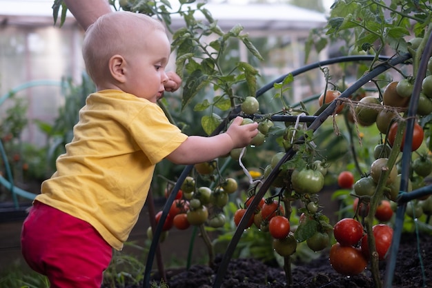 Kaukaska dziewczynka zbiera czerwone i dojrzałe pomidory w ogrodzie