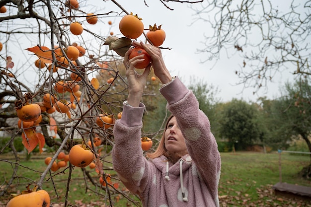 Kaukaska Młoda Kobieta Ubrana W Różowy Sweter, Zbierając Zdrowe Dojrzałe Owoce Persimmon