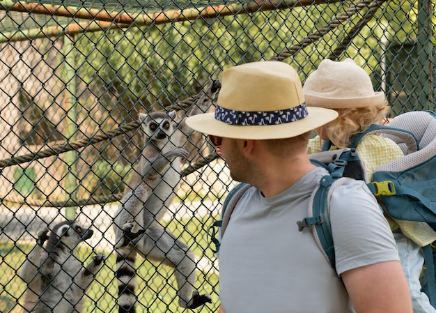 Kaukaski mężczyzna niosący córeczkę w plecaku turyści w kapeluszu przeciwsłonecznym odwiedzający zoo karmienie zabawne słodkie lemury przez płot Rodzinne spędzanie wolnego czasu razemFauna dzikie zwierzęta koncepcja uczenia się