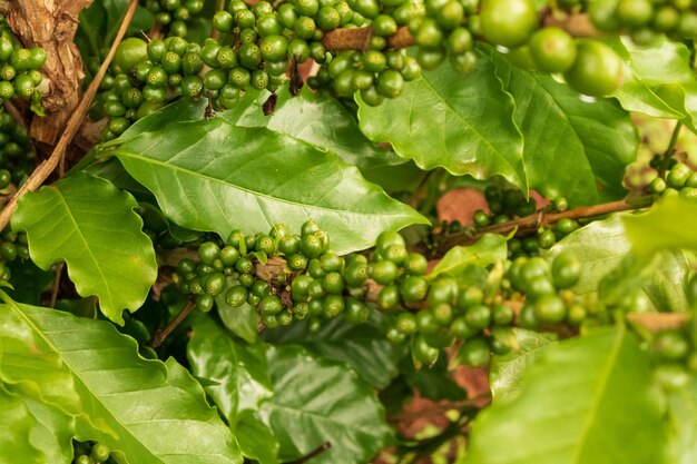 Kawa Fasolka szparagowa na winorośli. Gospodarstwo plantacji kawy.