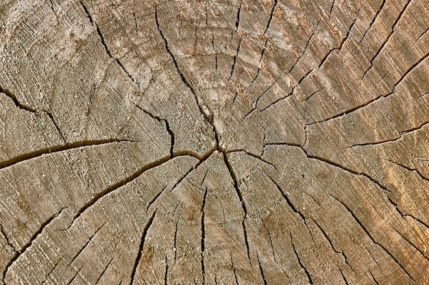 Kawałek Drewna Z Teksturą, Tło Pnia Drzewa.