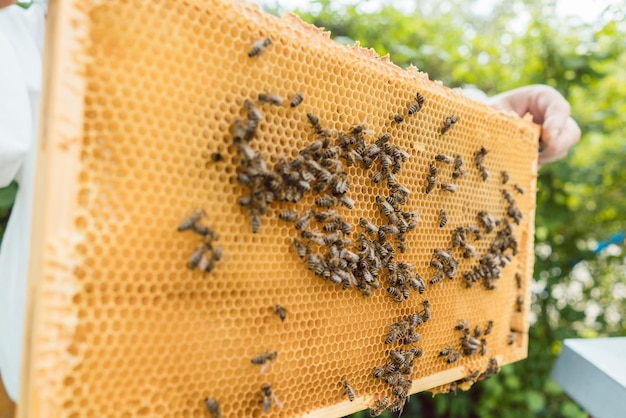 Zdjęcie kawałek ula pszczelarskiego w posiadaniu pszčelarza