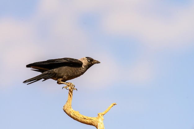 Kawka zachodnia lub Coloeus monedula wróblowaty ptak z rodziny Corvidae