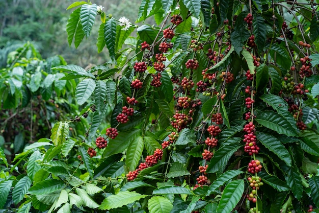 kawowe drzewo na farmie kawy