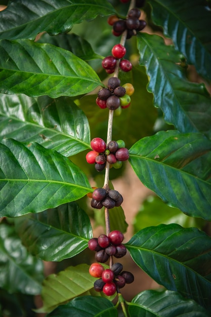 Zdjęcie kawowe fasole na drzewie w gospodarstwie rolnym