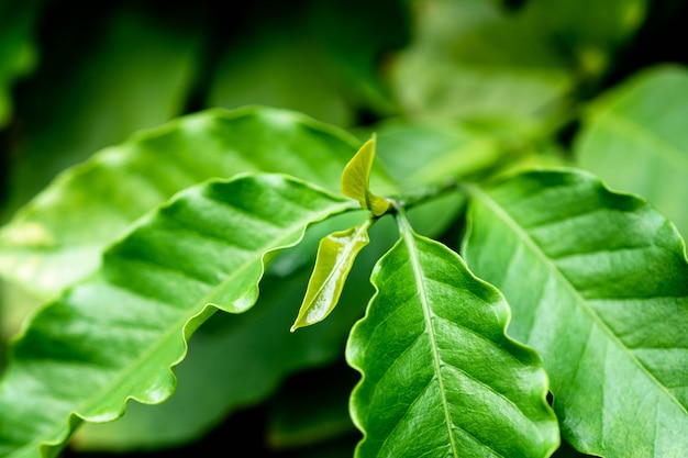 Kawowi potomstwa zielenieją liść na drzewie.
