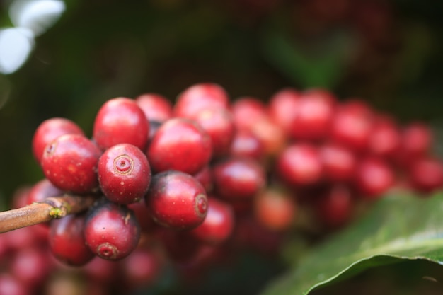 Kawowy Drzewo Z Kawową Fasolą Na Cukiernianej Plantaci