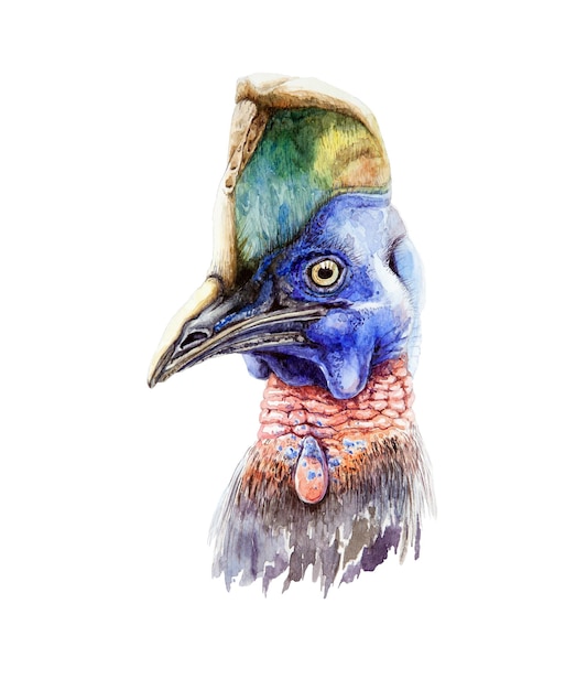 Kazuar portret ptaka Akwarela ilustracja Ręcznie rysowane Australia Wildlife Bird