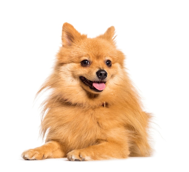 Keeshond leżący przed białą powierzchnią