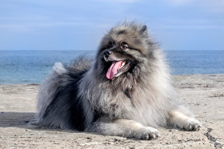 Keeshond pies na tle morza.