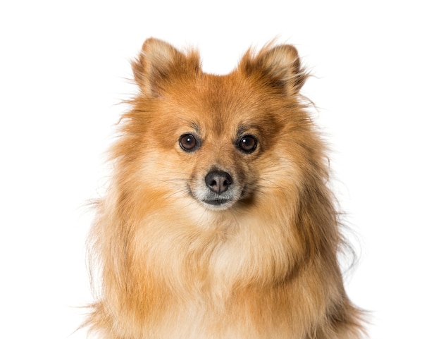 Keeshond przed białym tłem