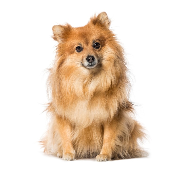 Keeshond siedzący przed białym tłem