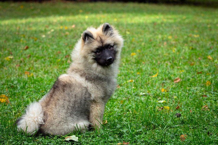 Keeshond - śmieszny szczeniak siedzi na zielonym polu. Zbliżenie...