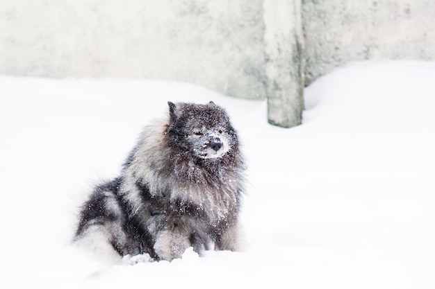 Keeshond z pyskiem w śniegu