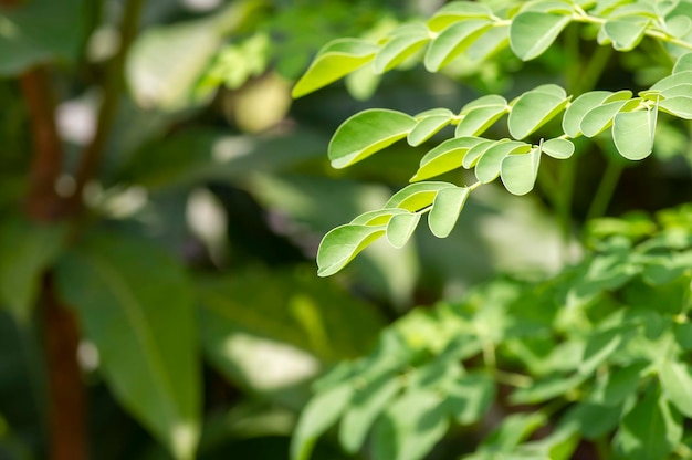 Kelor lub podudzie Moringa oleifera pozostawia zielone liście wybrane skupienie