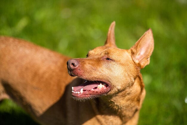 Kelpie na farmie w australii outback Pies pracujący na polu w Queensland w Ameryce