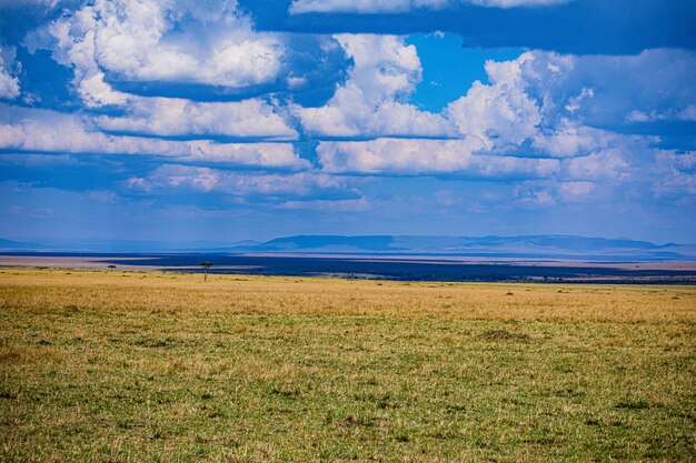 Kenia Krajobraz Savanna Grassland Maasai Mara National Game Reserve Park Narok County Wilderness