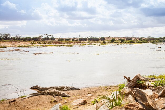 Zdjęcie kenia, park narodowy tsavo east. krokodyle dołączające do ostatniego słońca przed zachodem słońca