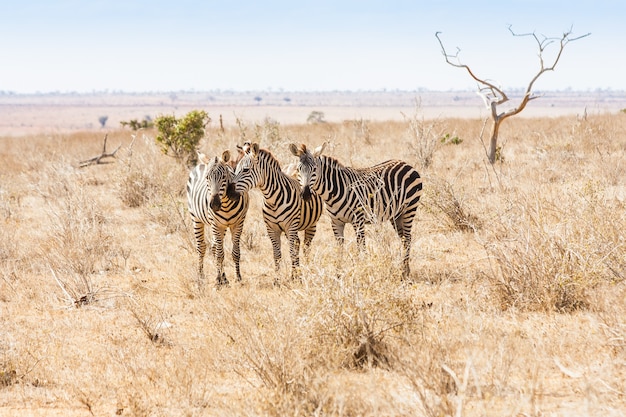 Kenia, Park Narodowy Tsavo East. Trzy zebry patrzące na fotografa, światło zachodzącego słońca