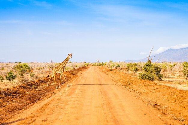 Kenia, Park Narodowy Tsavo East. Wolna żyrafa w świetle zachodu słońca.