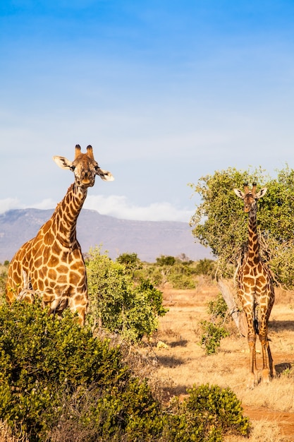 Kenia, Park Narodowy Tsavo East. Wolna żyrafa w świetle zachodu słońca.