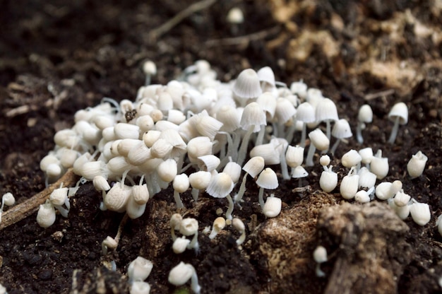 Kępka małych białych trujących grzybów zrodzonych ze spróchniałego drewna, niektóre pochylają się