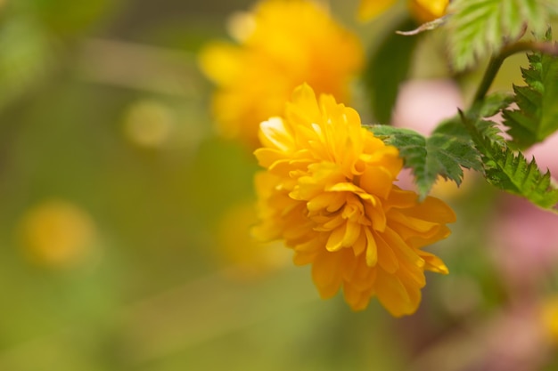 Kerria piękny krzew o żółtych kwiatach wiosną