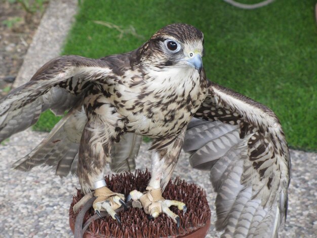 Kestrel falco tinnunculus siedzący na ławce i otwierający skrzydła