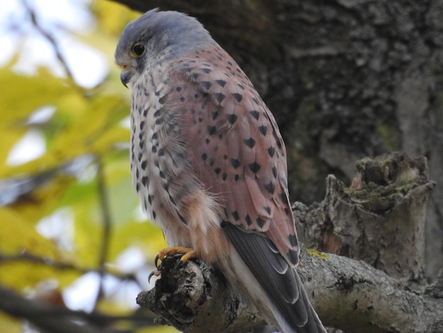 Zdjęcie kestrel siedzący na drzewie