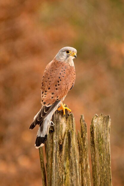 Kestrel siedzący w lesie